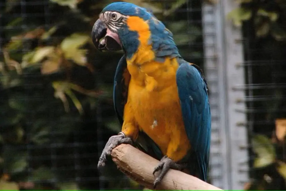 Paraba Barba Azul